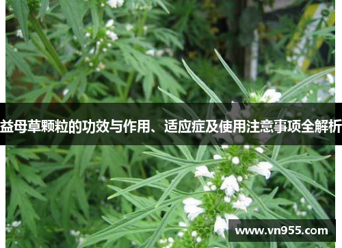 益母草颗粒的功效与作用、适应症及使用注意事项全解析